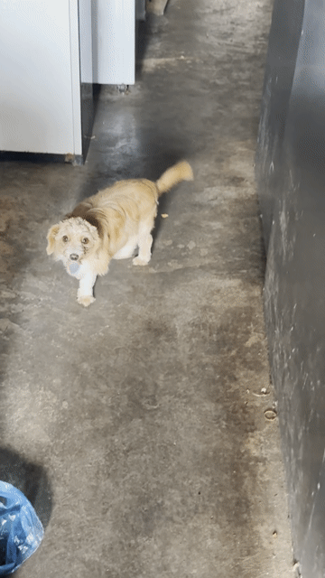 Chó Poodle Nâu vàng. Mua bán Chó tại Huyện Xuyên Mộc Bà Rịa - Vũng Tàu được đăng bởi Nguyễn Văn Thanh hình 1