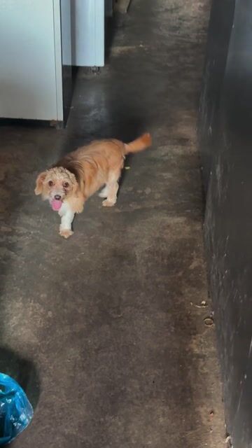 Chó Poodle Nâu vàng. Mua bán Chó tại Huyện Xuyên Mộc Bà Rịa - Vũng Tàu được đăng bởi Nguyễn Văn Thanh hình 1