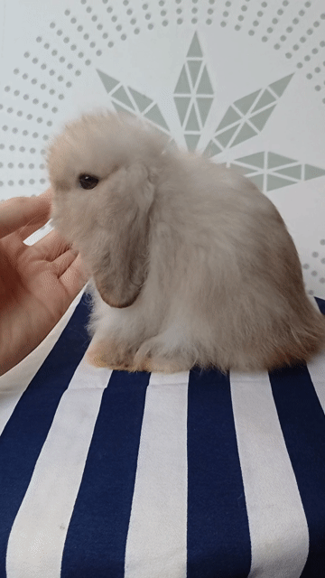 Thỏ tai cụp Nâu nhạt. Mua bán Thú cưng khác tại Huyện Châu Thành Tiền Giang được đăng bởi Ngo An hình 1