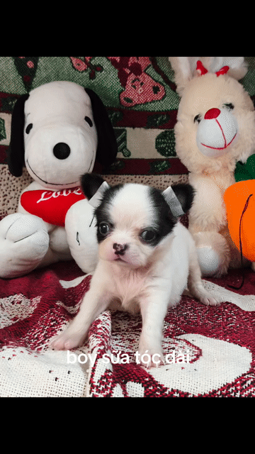 Chó Chihuahua Đực Trắng đen Lông dài. Mua bán Chó tại Quận 8 Tp Hồ Chí Minh được đăng bởi ZoZo House Chihuahua hình 1