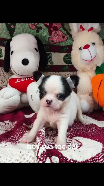 Chó Chihuahua Đực Trắng đen Lông dài. Mua bán Chó tại Quận 8 Tp Hồ Chí Minh được đăng bởi ZoZo House Chihuahua hình 1