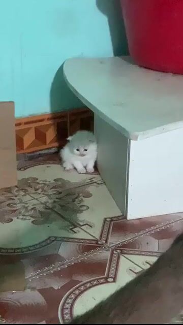 Mèo Ald 50 ngày. Mua bán Mèo tại Quận Hoàng Mai Hà Nội được đăng bởi Tuấn hình 1