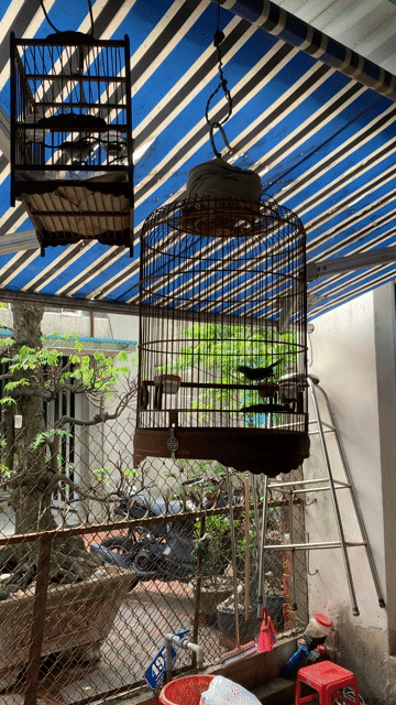 Chim sâu đầu đỏ trống Bự con. Mua bán Chim tại Quận Bình Tân Tp Hồ Chí Minh được đăng bởi Tấn Lực hình 1