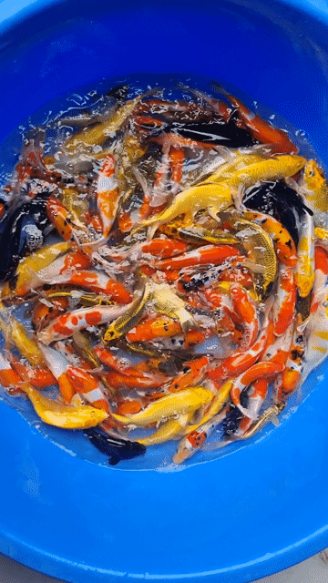 Cá koi mini hàng tuyển chọn. Mua bán Thú cưng khác tại Thành phố Thủ Đức Tp Hồ Chí Minh được đăng bởi Thiên Anh hình 1