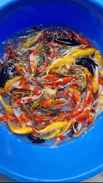 Cá koi mini hàng tuyển chọn. Mua bán Thú cưng khác tại Thành phố Thủ Đức Tp Hồ Chí Minh được đăng bởi Thiên Anh hình 1