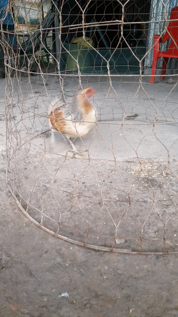 Gà mái tơ 1.850kg Cái. Mua bán Gà tại Huyện Cái Bè Tiền Giang được đăng bởi Minh Nhut hình 1
