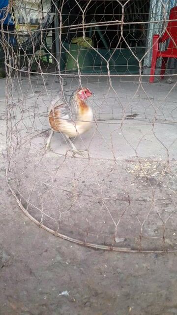 Gà mái tơ 1.850kg Cái. Mua bán Gà tại Huyện Cái Bè Tiền Giang được đăng bởi Minh Nhut hình 1