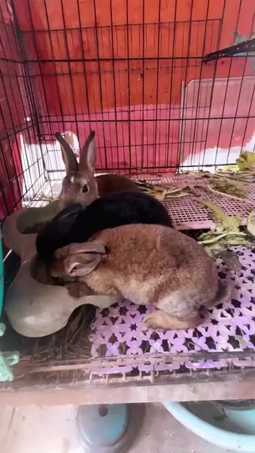 Thỏ Minirex 3 tháng tuổi đã phòng bệnh. Mua bán Thú cưng khác tại Quận Tân Bình Tp Hồ Chí Minh được đăng bởi Trần Thị Minh  hình 1