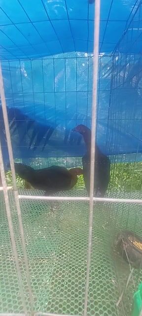 Gà Peru Mỹ mái 4 tháng. Mua bán Gà tại Huyện Thủ Thừa Long An được đăng bởi Vũ Đinh  hình 1