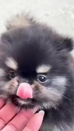 Chó Pomeranian Đen Vàng đã tiêm. Mua bán Chó tại Quận Bình Tân Tp Hồ Chí Minh được đăng bởi Trang  hình 1