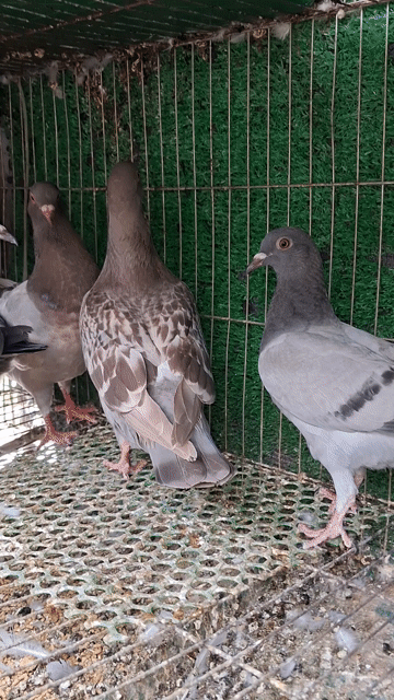 Chim bồ câu titan,gà. Mua bán Chim tại Thành phố Thủ Đức Tp Hồ Chí Minh được đăng bởi MÊ BỒ CÂU hình 1