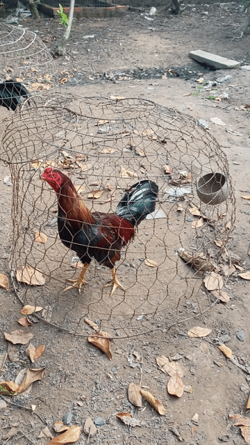 Gà chọi Nâu đỏ 2.7kg. Mua bán Gà tại Thị xã Tân Uyên Bình Dương được đăng bởi Shop gà lông hình 1