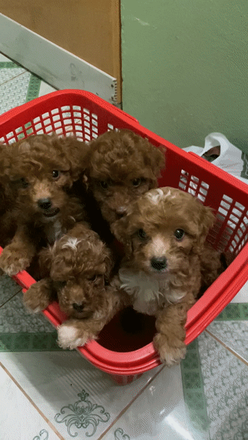Poodle nhà đẻ. Mua bán Chó tại Thành phố Sóc Trăng Sóc Trăng được đăng bởi PET SHOP NẮNG hình 1