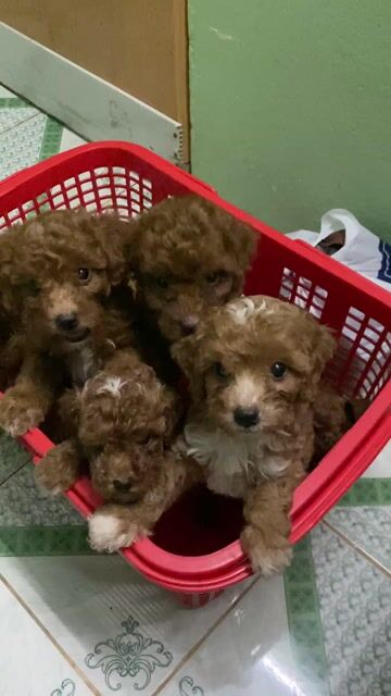 Poodle nhà đẻ. Mua bán Chó tại Thành phố Sóc Trăng Sóc Trăng được đăng bởi PET SHOP NẮNG hình 1