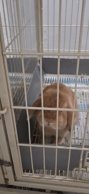 Thỏ Holland Lop Cam Thái Lan 2 tuổi hơn. Mua bán Thú cưng khác tại Quận 11 Tp Hồ Chí Minh được đăng bởi hải hình 1