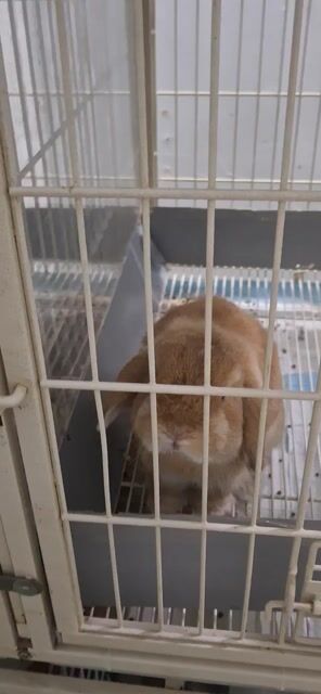 Thỏ Holland Lop Cam Thái Lan 2 tuổi hơn. Mua bán Thú cưng khác tại Quận 11 Tp Hồ Chí Minh được đăng bởi hải hình 1