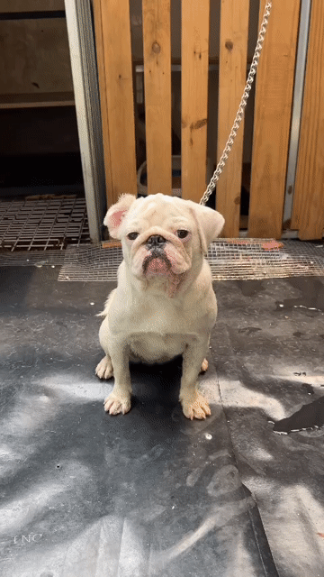 Chó pug mặt xệ trắng đã tiêm phòng. Mua bán Chó tại Thành phố Thuận An Bình Dương được đăng bởi Trường Ngân hình 1