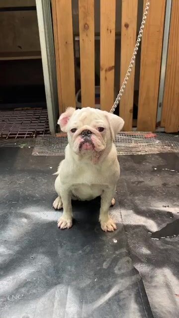 Chó pug mặt xệ trắng đã tiêm phòng. Mua bán Chó tại Thành phố Thuận An Bình Dương được đăng bởi Trường Ngân hình 1