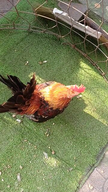 Gà cảnh Điều bông Trưởng thành Đực. Mua bán Gà tại Thành phố Thủ Đức Tp Hồ Chí Minh được đăng bởi A Hiền hình 1