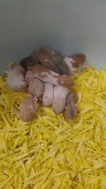 Chuột Hamster Baby Bear nhiều màu. Mua bán Thú cưng khác tại Quận Đống Đa Hà Nội được đăng bởi Nguyễn Thanh Phong  hình 1