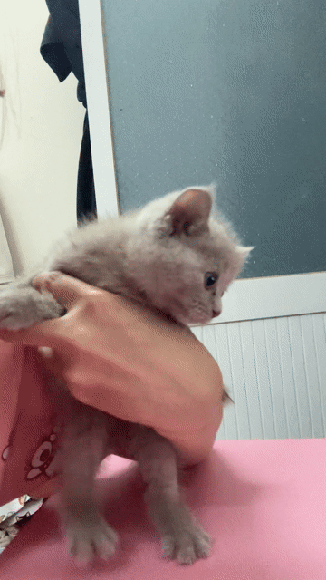 Mèo Anh lông ngắn Xám 2 tháng tuổi. Mua bán Mèo tại Huyện Nhà Bè Tp Hồ Chí Minh được đăng bởi Lê Thanh Hoàn Mỹ hình 1