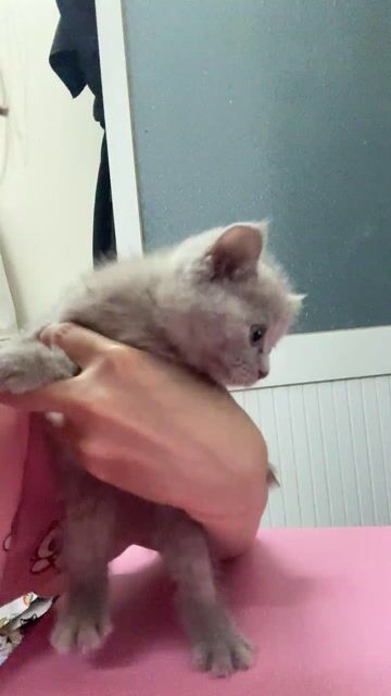 Mèo Anh lông ngắn Xám 2 tháng tuổi. Mua bán Mèo tại Huyện Nhà Bè Tp Hồ Chí Minh được đăng bởi Lê Thanh Hoàn Mỹ hình 1