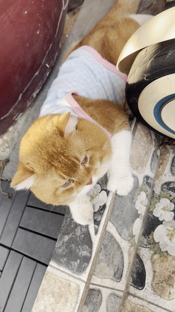 Dịch vụ phối giống Mèo Đực. Mua bán Phụ kiện, Thức ăn, Dịch vụ tại Thành phố Tân An Long An được đăng bởi Nguyễn Hoàng Hảo hình 1
