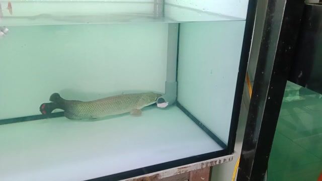 Cá hải tượng long 40cm. Mua bán Thú cưng khác tại Thành phố Thủ Dầu Một Bình Dương được đăng bởi bán gì được bán  hình 1