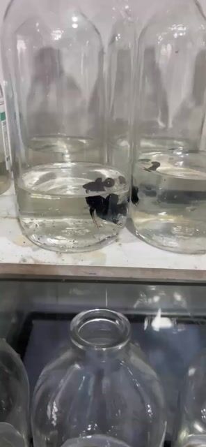 cá lia thia đồng campuchia. Mua bán Thú cưng khác tại Quận Tân Phú Tp Hồ Chí Minh được đăng bởi Vinh tuyết hình 1