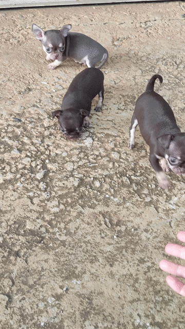 Chó Chihuahua Đực Cái Socola Lilac Đã tiêm. Mua bán Chó tại Huyện Đức Trọng Lâm Đồng được đăng bởi Chihuahua Đà Lạt hình 1