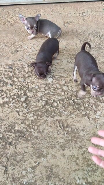 Chó Chihuahua Đực Cái Socola Lilac Đã tiêm. Mua bán Chó tại Huyện Đức Trọng Lâm Đồng được đăng bởi Chihuahua Đà Lạt hình 1