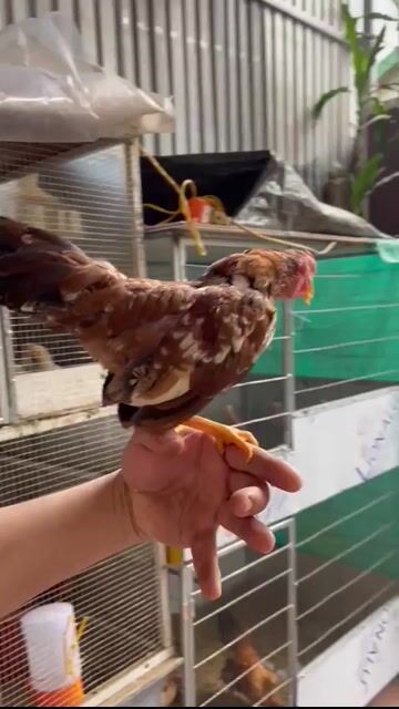 Gà Nâu trắng Khỏe mạnh. Mua bán Gà tại Thị xã Từ Sơn Bắc Ninh được đăng bởi cường nguyễn hình 1