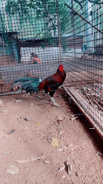 gà thái Mỹ. Mua bán Gà tại Huyện Cẩm Mỹ Đồng Nai được đăng bởi Phong hình 1