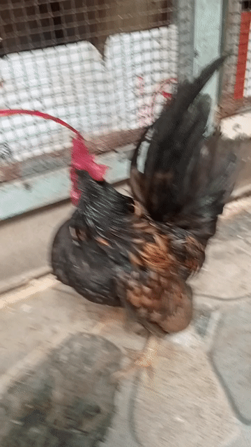 Gà trống Sema khét 7 tháng. Mua bán Gà tại Thành phố Sóc Trăng Sóc Trăng được đăng bởi hải p3 hình 1