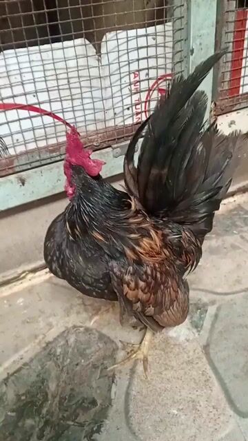 Gà trống Sema khét 7 tháng. Mua bán Gà tại Thành phố Sóc Trăng Sóc Trăng được đăng bởi hải p3 hình 1