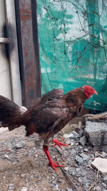 Gà mã lai. Mua bán Gà tại Huyện Nhà Bè Tp Hồ Chí Minh được đăng bởi Đức Nghĩa hình 1