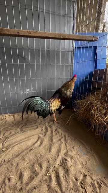 Gà chọi Chuối 2.85kg tơ đực. Mua bán Gà tại Huyện Phước Long Bạc Liêu được đăng bởi Na hình 1