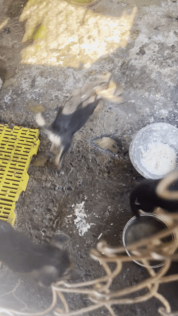 Becgie  con nhà sinh sản. Mua bán Chó tại Huyện Tháp Mười Đồng Tháp được đăng bởi Bui tuấn anh hình 1