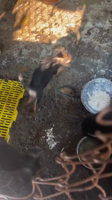 Becgie  con nhà sinh sản. Mua bán Chó tại Huyện Tháp Mười Đồng Tháp được đăng bởi Bui tuấn anh hình 1