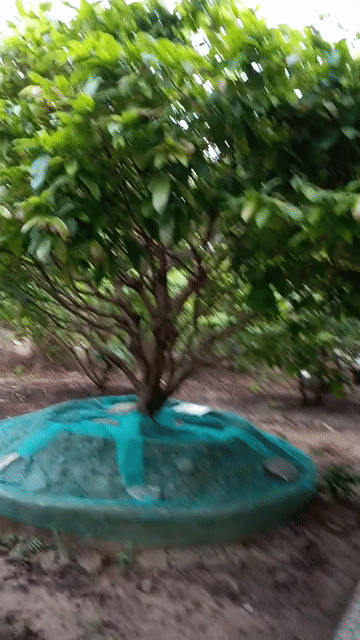 Cây cảnh Mai hoành 67 cm. Mua bán Cây cảnh, đồ trang trí tại Huyện Cầu Ngang Trà Vinh được đăng bởi Hoàng Dương hình 1