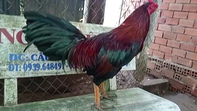 Xanh hàng VIP 3kg7. Mua bán Gà tại Huyện Châu Thành A Hậu Giang được đăng bởi họ thai hình 1