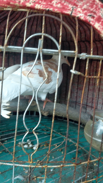 cu gáy vh đỏ. Mua bán Chim tại Huyện Ba Tri Bến Tre được đăng bởi Phuong Huynh hình 1
