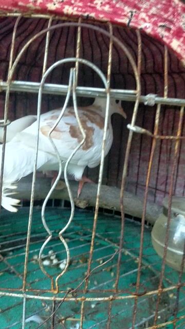 cu gáy vh đỏ. Mua bán Chim tại Huyện Ba Tri Bến Tre được đăng bởi Phuong Huynh hình 1