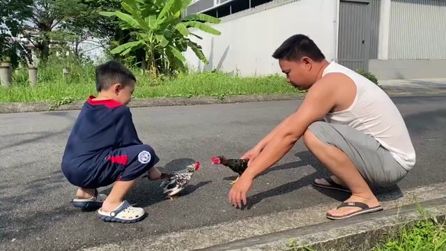 Gà tre 300-500g 2 con. Mua bán Gà tại Huyện Bình Chánh Tp Hồ Chí Minh được đăng bởi Hai hình 1