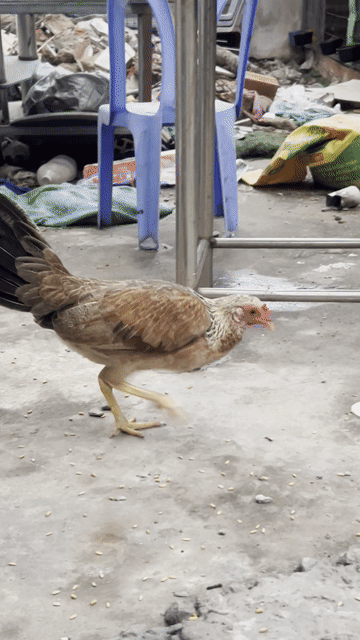 cần thanh lý khoảng 6-7 em mái ae cần nt e lấy vd. Mua bán Gà tại Quận Tân Phú Tp Hồ Chí Minh được đăng bởi Minh Seven hình 1