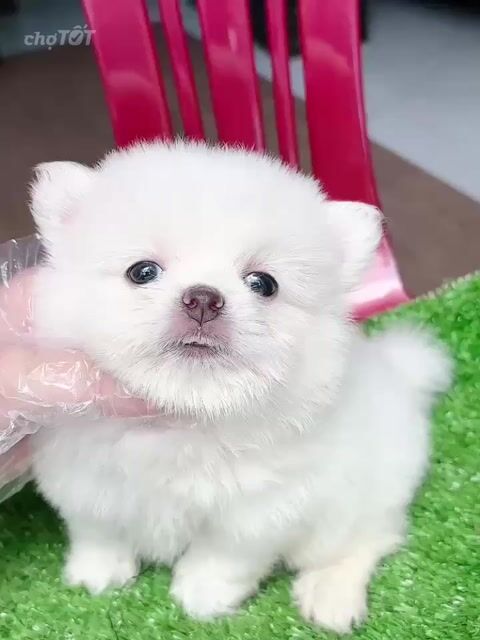 chó phốc sóc F đủ màu, 2 tháng tuổi. Mua bán Chó tại Quận Tân Bình Tp Hồ Chí Minh được đăng bởi Minh nguyễn  hình 1