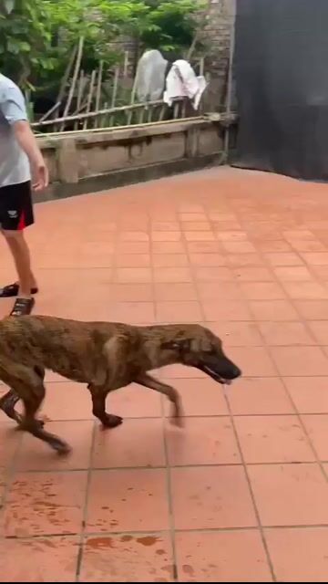 Chó Vện Nâu Kinh Môn. Mua bán Chó tại Thị xã Kinh Môn Hải Dương được đăng bởi Lê Đức Minh hình 1