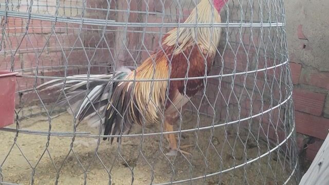 Gà trống Nâu trắng 2.9 kg. Mua bán Gà tại Huyện Cai Lậy Tiền Giang được đăng bởi nhut hình 1