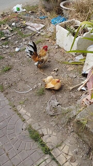 Gà Serama trống mái đang sinh sản. Mua bán Gà tại Quận Cái Răng Cần Thơ được đăng bởi Lê Xuân Phước  hình 1