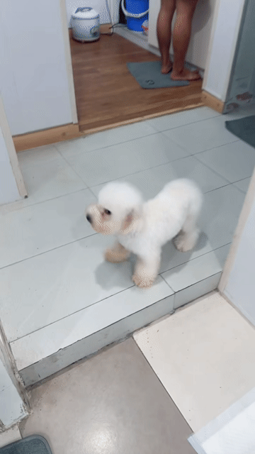 Chó Bichon mix Poodle đực trắng 8 tháng. Mua bán Chó tại Quận Hai Bà Trưng Hà Nội được đăng bởi Maison Bichon hình 1